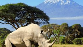 15 fakta om Kilimanjaro - Afrikas højeste bjerg